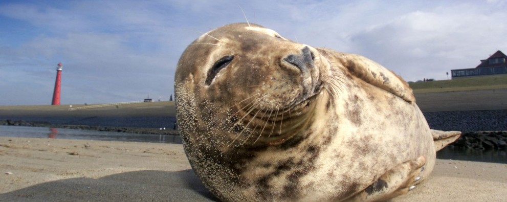 hoofdheader alle pagina's.jpg hoofdheader alle pagina's.jpg