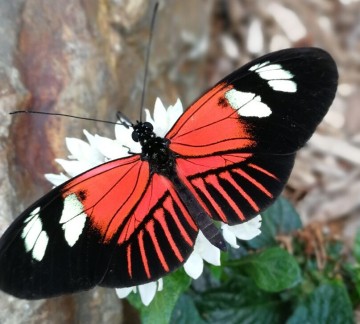 heliconius melpomene.jpg