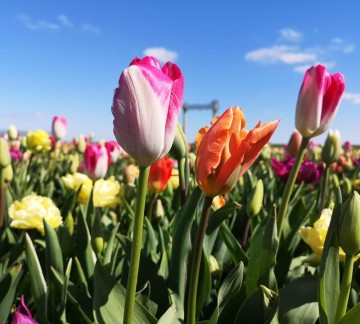 Tulpen in bloei.jpg