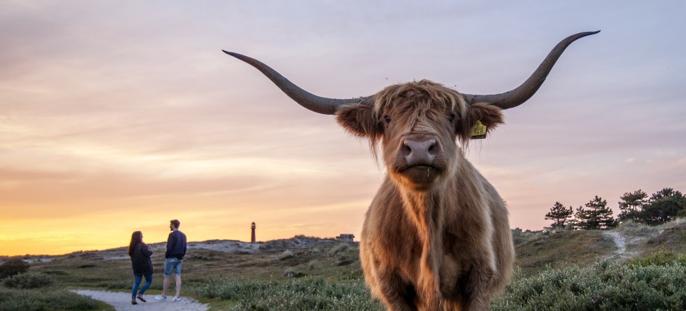 hooglander en vuurtoren.jpg hooglander en vuurtoren.jpg