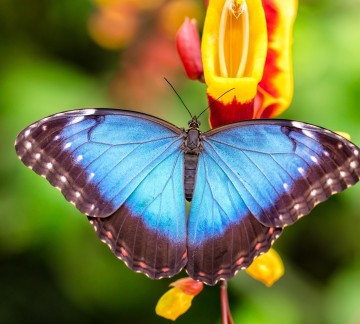 Vlindertuin Vlindorado Blauwe morpho kleinere resolutie (3).jpg