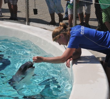 Ecomare -voeren-bruinvissen2013-2873-sw.JPG