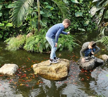 Stapstenen in de vijver van Vlindertuin Vlindorado.jpg