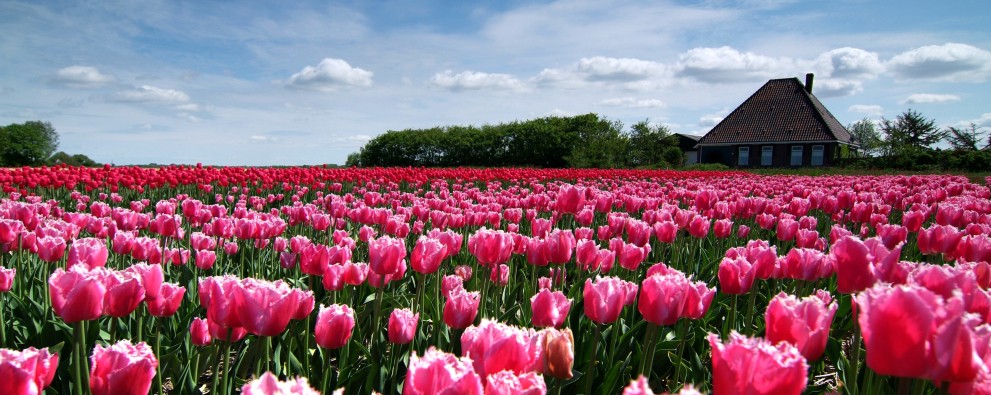 ansicht Bloeiend Zijpe landschap roze tulpen en  nh stolp.JPG