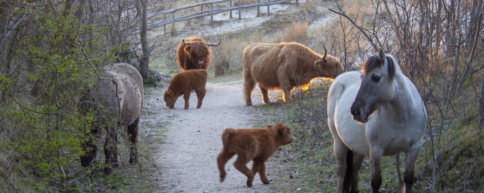 Schotse hooglanders en paard
